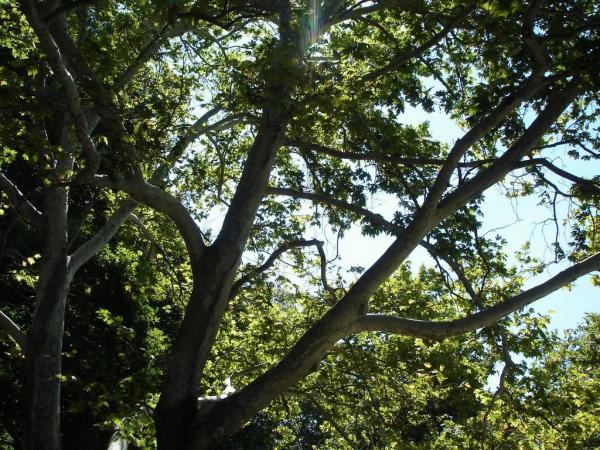 dsc00542 dsc00542